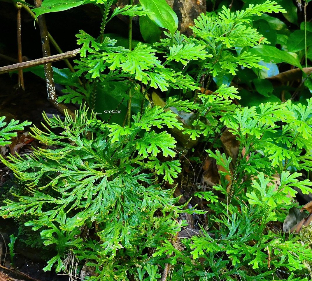 Selaginella sinuosa.( avec nombreux strobiles)  selaginellaceae.endémique Réunion.Maurice