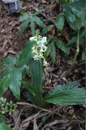 Calanthe_sylvatica