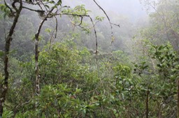 Végétation_au_Pic_Adam