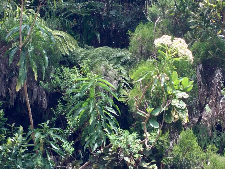 10.  Psiadia laurifolia - Bois de chenilles - Astéracée - B