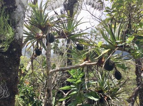 16. Pandanus montanus - Pandanacée - B