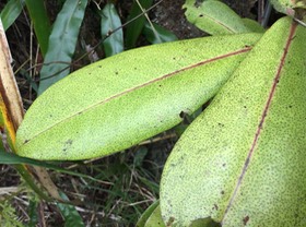 17. Badula grammisticta - Bois de savon - Myrsinaceae