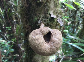 20. Tambourissa crassa - Bois de tambour  ou Bois de Bombarde- Monimiacée - Masc     fruit
