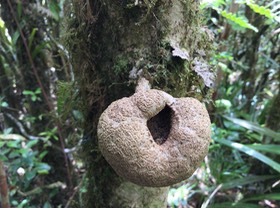 21 Fruit du Tambourissa crassa - Bois de tambour  ou Bois de Bombarde- Monimiacée - Masc