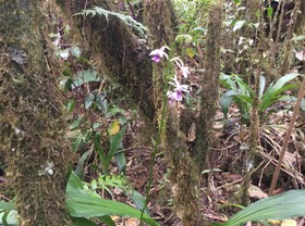 22. Calanthe sylvatica - ORCHIDACEAE-I