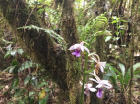 23. Calanthe sylvatica - ORCHIDACEAE-I