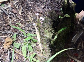 24. ??? Cynorkis rosellata - Ø - ORCHIDACEAE - indigène