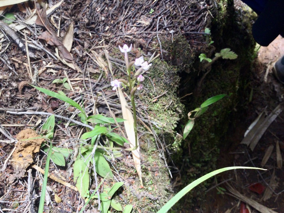 24. ??? Cynorkis rosellata - Ø - ORCHIDACEAE - indigène