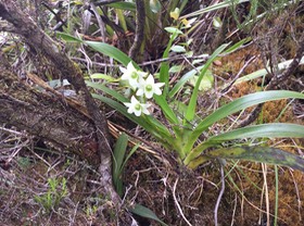 25. Angraecum striatum - EPIDENDROIDEAE - Endémique Réunion