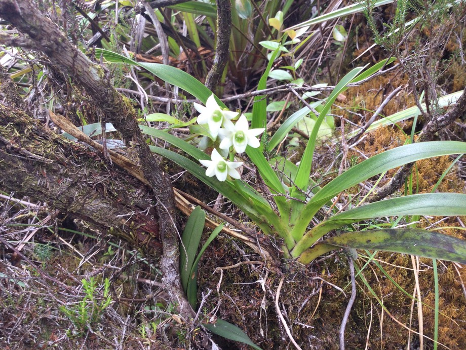 26. Angraecum striatum - EPIDENDROIDEAE - Endémique Réunion