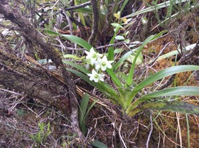 27. Angraecum striatum - EPIDENDROIDEAE - Endémique Réunion