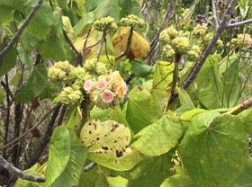 28. Dombeya ciliata - Fleurs mâles, Mahot blanc - MALVACEAE -Endémique Réunion