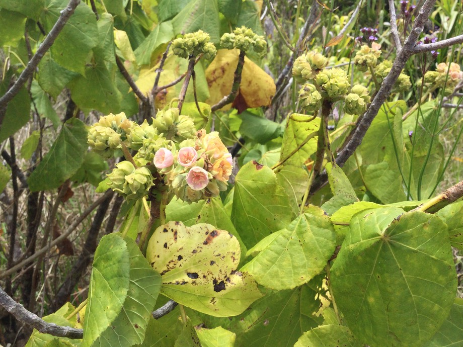 28. Dombeya ciliata - Fleurs mâles, Mahot blanc - MALVACEAE -Endémique Réunion