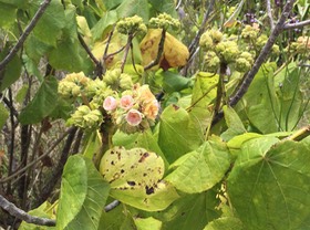 29. Dombeya ciliata - Fleurs mâles, Mahot blanc - MALVACEAE -Endémique Réunion