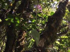 3. Arnottia mauritiana synonyme Arnottia inermis synonyme Cynorkis inermis - - ORCHIDACEAE - Endémique Réunion Maurice