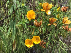 4. Hypericum lanceolatum lanceolatum - Fleur jaune des bas - Hypericaceae