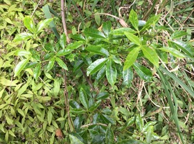 5.  ??? IMG_3243.JPG