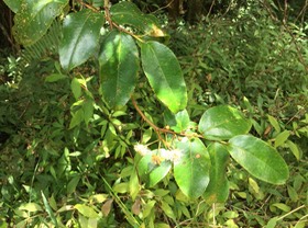 8. Aphloia theiformis - Change-écorce - APHLOIACEE