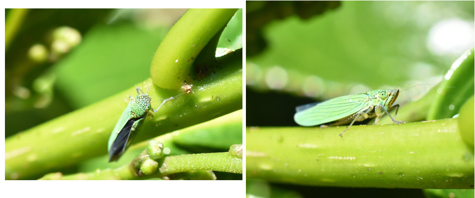 Acopsis viridicans - CICADELLIDAE - Indigène Réunion