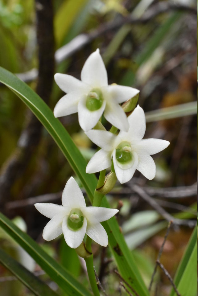 Angraecum striatum - EPIDENDROIDEAE - Endémique Réunion - 