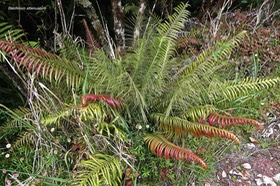 Blechnum attenuatum. (avec frondes fertiles et frondes stériles )blechnaceae.P1022235