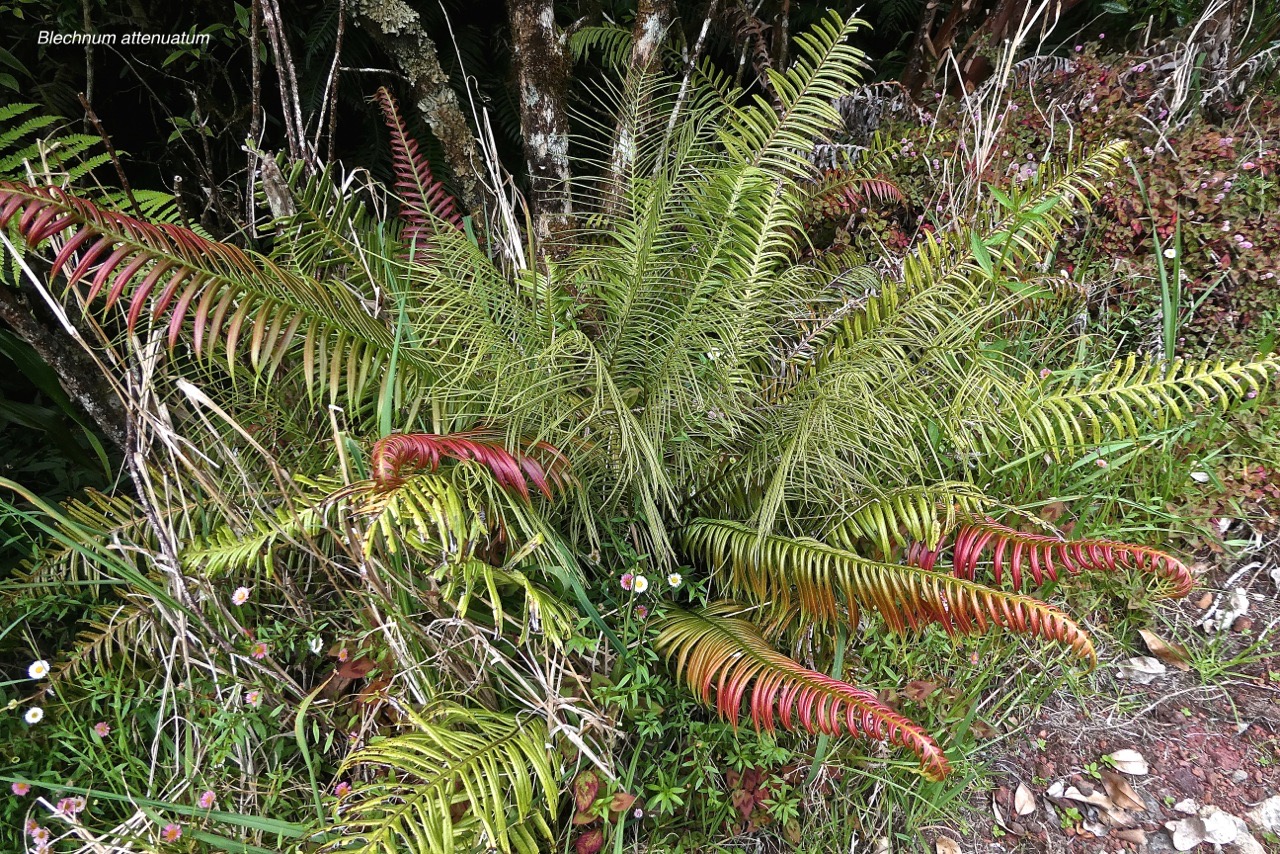Blechnum attenuatum. (avec frondes fertiles et frondes stériles )blechnaceae.P1022235