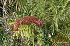 Blechnum attenuatum. blechnaceae.  P1022236