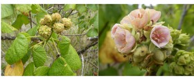 Dombeya ciliata - Fleurs mâles, Mahot blanc - MALVACEAE -Endémique Réunion 