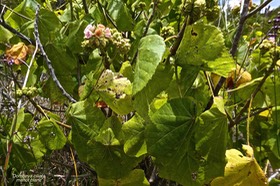 Dombeya ciliata.mahot blanc.malvaceae.endémique Réunion.P1022280