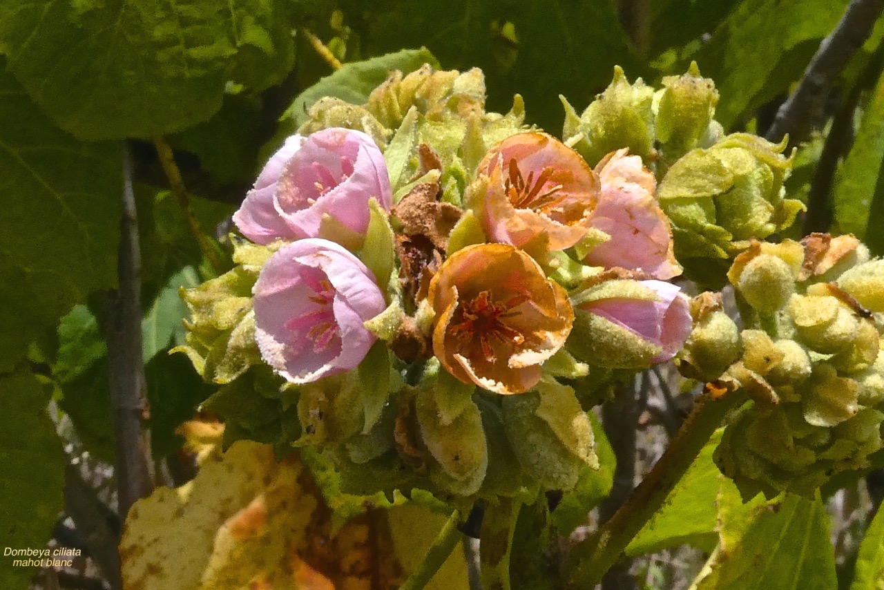 Dombeya ciliata.mahot blanc.malvaceae.endémique Réunion.P1022284