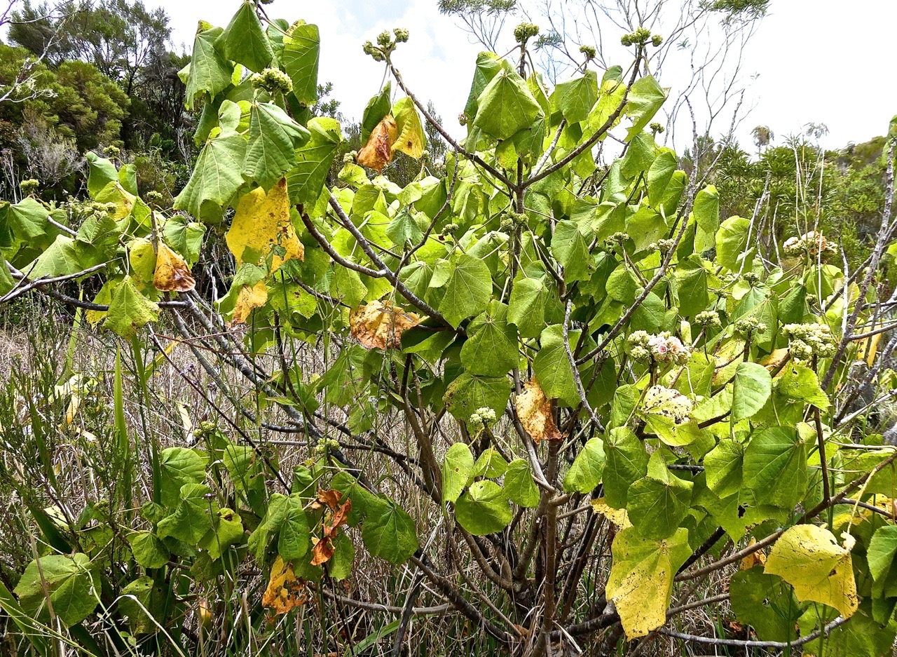 Dombeya ciliata.mahot blanc.malvaceae.endémique Réunion.P1022285