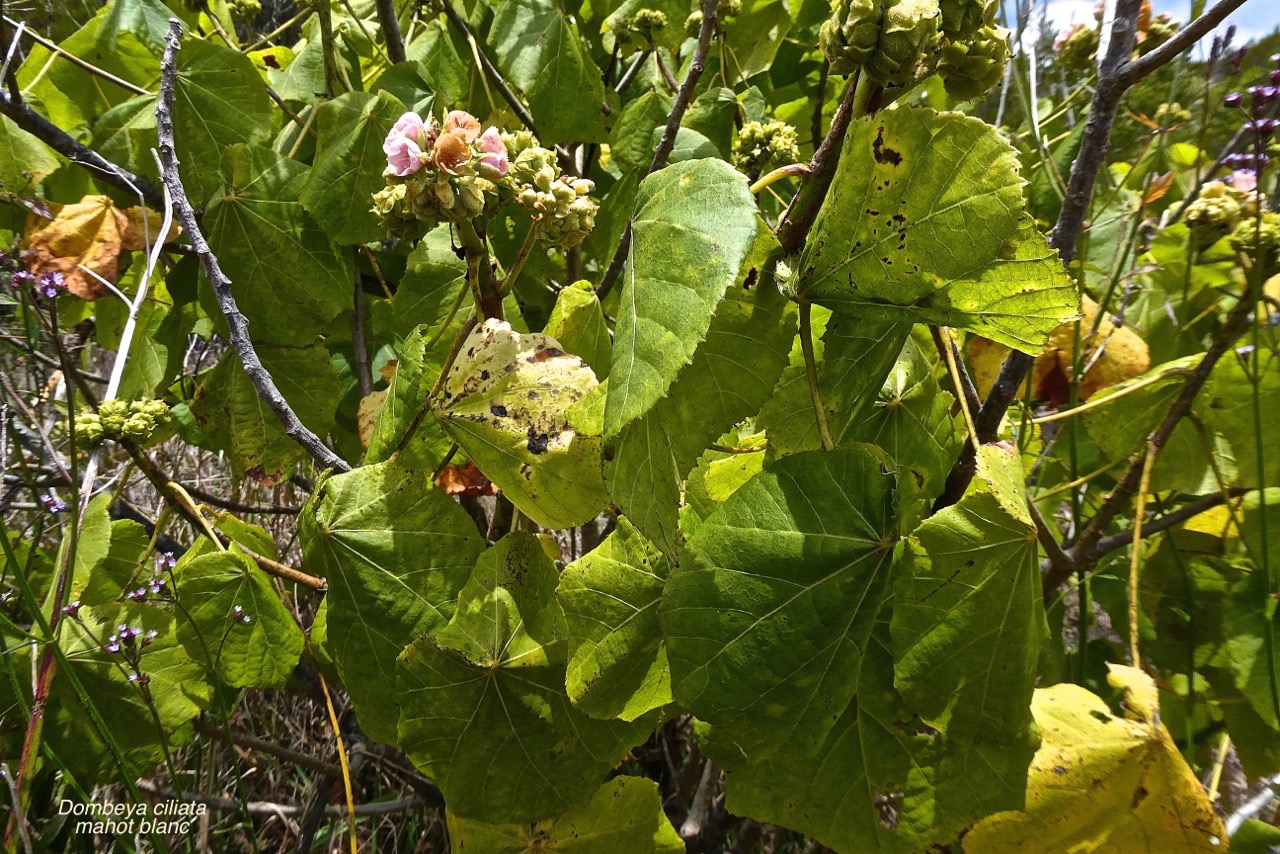 Dombeya ciliata.mahot blanc.malvaceae.endémique Réunion.P1022280