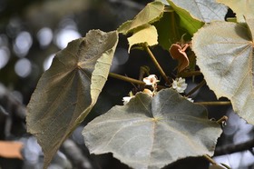 Dombeya reclinata - Mahot rouge - MALVACEAE - Endémique Réunion
