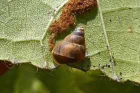 escargot Omphalotropis sous une feuille de Dombeya ciliata P1022279