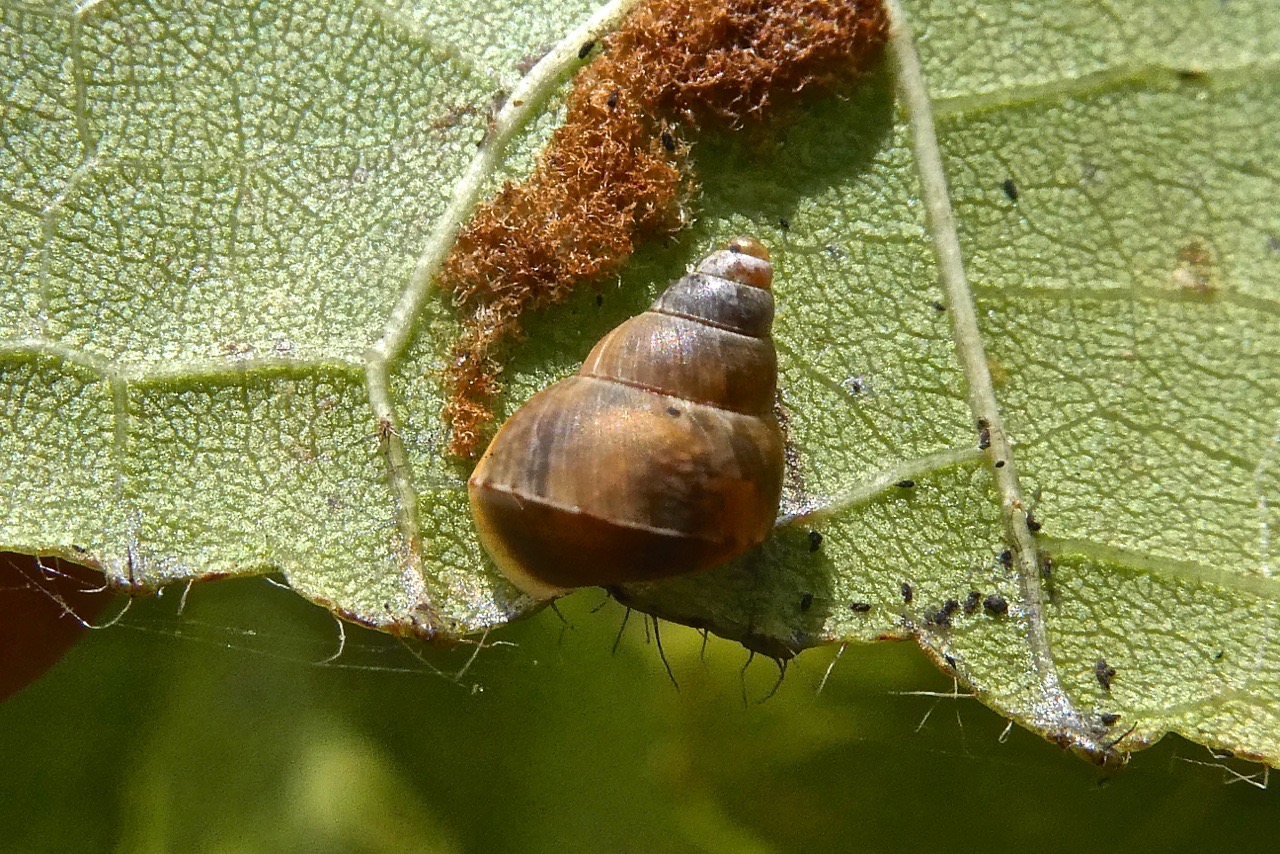 escargot Omphalotropis sous une feuille de Dombeya ciliata P1022279