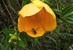Hypericum lanceolatum subsp lanceolatum.fleur jaune des bas .( et insecte visiteur ) hypericaceae.P1022242