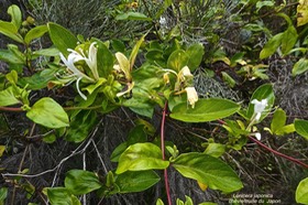 Lonicera japonica.chévrefeuille du Japon.caprifoliaceae.espèce envahissante.P1022273