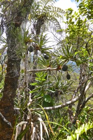 Pandanus montanus. vacoa des montagnes. et Psiadia boivinii .tabac marron et fanjan  ...P1022314