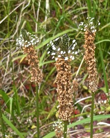 Plantago lanceolata .plantain lancéolé.(inflorescences en épis ) plantaginaceae.espèce envahissante.P1022246