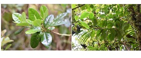 Turraea cadetti - Bois de quivi - MELIACEAE - Endémique Réunion - MB2_4611bc