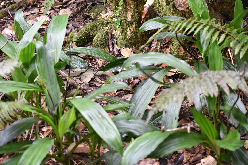 Calanthe_sylvatica-EPIDENDROIDEAE-Indigene_Reunion-MB4_1947.jpg