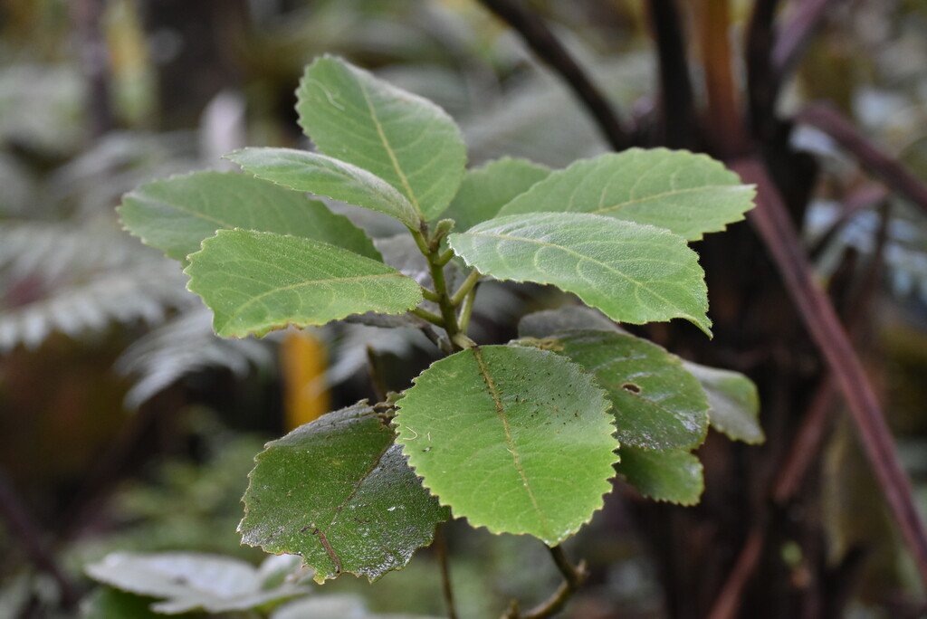 Claoxylon_dolichostachyum-Bois_d_oiseau-EUPHORBIACEAE-Endemique_Reunion-MB4_1928.jpg