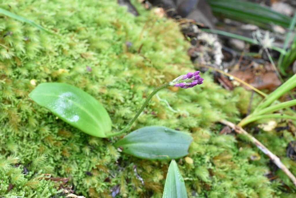 Cynorkis_inermis-ORCHIDOIDEAE-Indigene_Reunion-MB4_1956.jpg