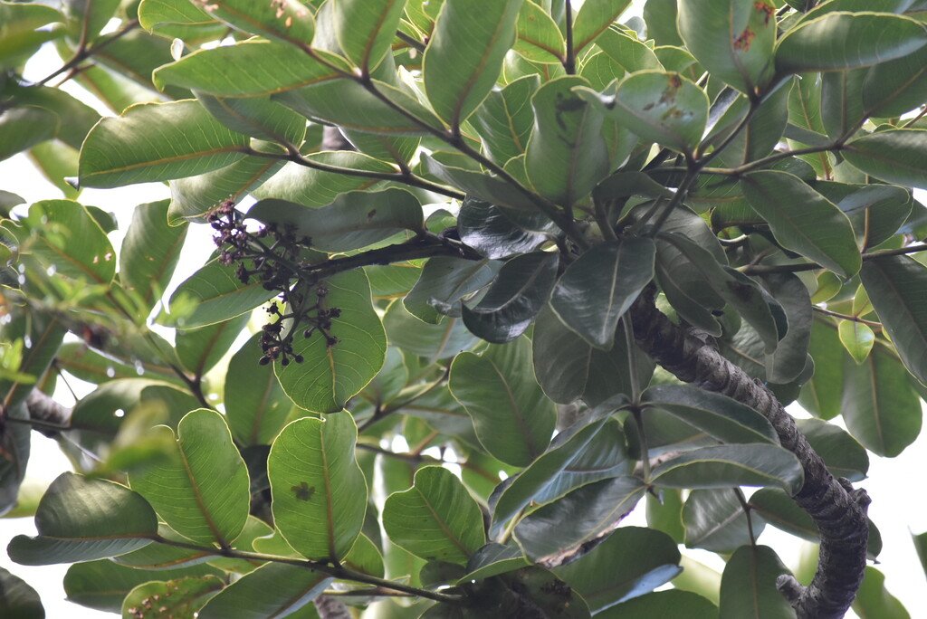 Polyscias_repanda-Bois_de_papaye-ARALIACEAE-Endemique_Reunion-MB4_1934.jpg