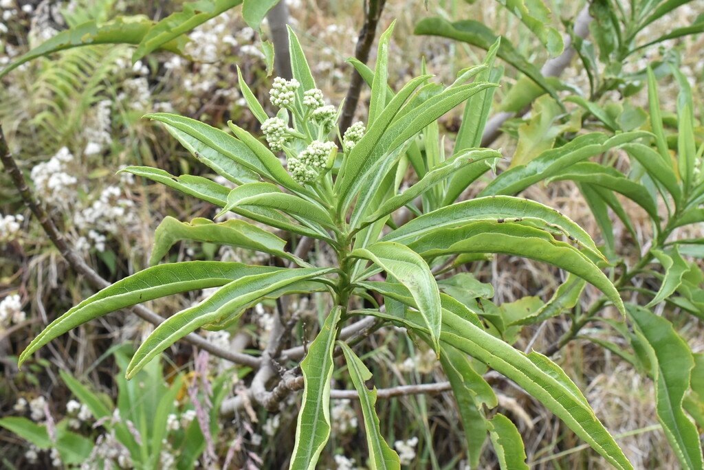 Psiadia_laurifolia-Bois_de_chenilles-ASTERACEAE-Endemique_Reunion-MB4_1967.jpg