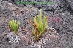 Blechnum tabulare-11
