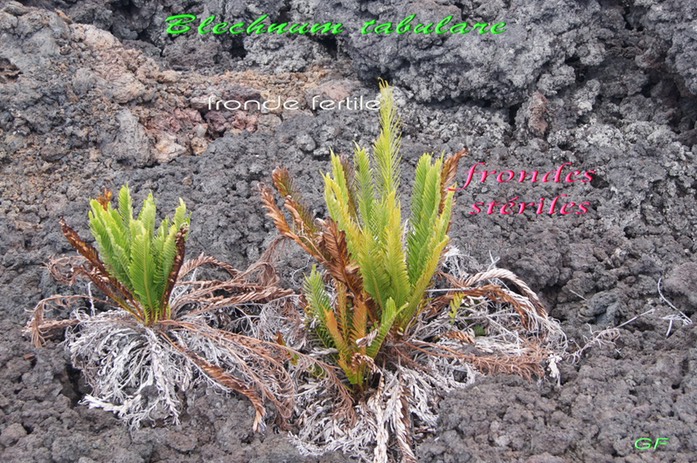 Blechnum tabulare-11