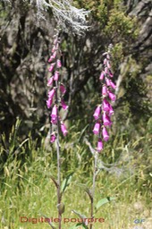 Digitale pourpre- Digitalis purpurea - Scofulariacée - exo