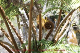 Fanjan femelle- Cyathea glauca - Cyathéacée- B