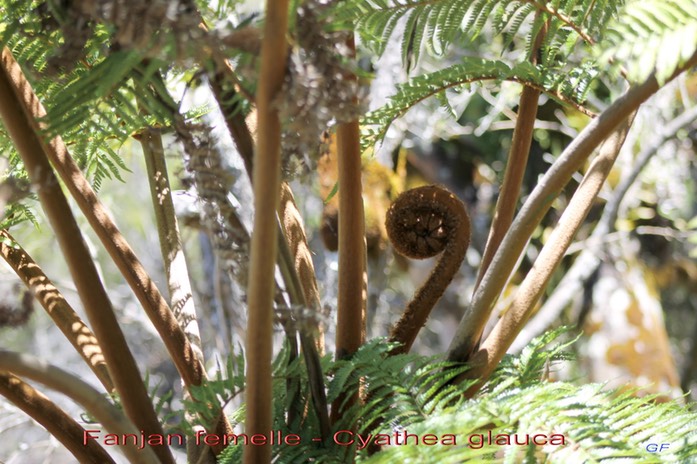 Fanjan femelle- Cyathea glauca - Cyathéacée- B